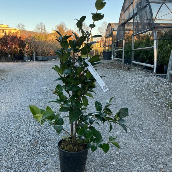Camellia japonica ‘Rosso’ – EXTRA | kolekcijski soliter