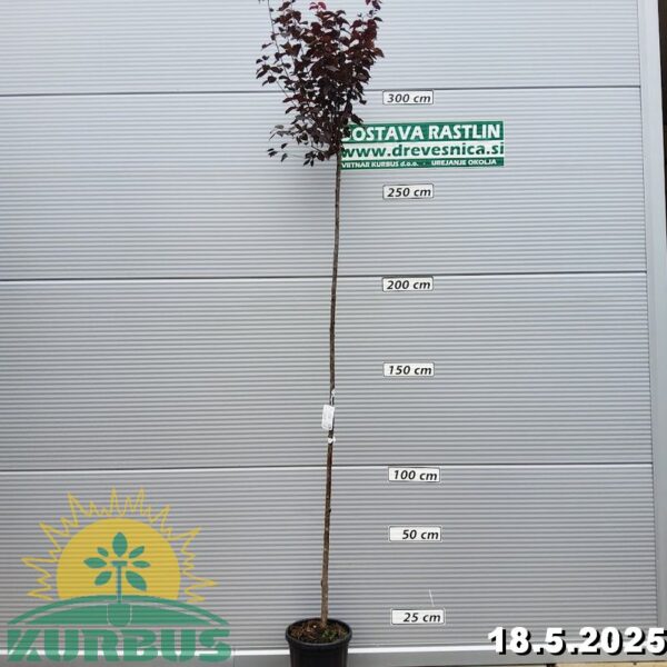 Prunus cerasifera 'Nigra' (Okrasna rdečelistna sliva)