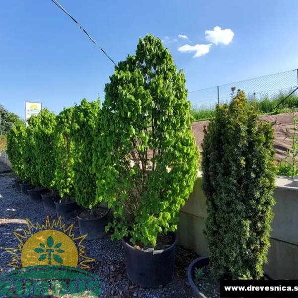 Carpinus betulus 'Monumentalis' (Kompaktni piramidni gaber)