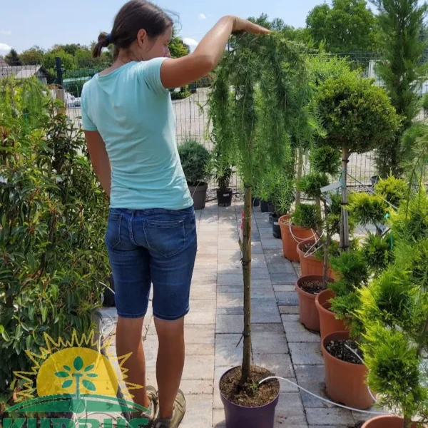 Larix ka 'Pendula' (Povešavi macesen)