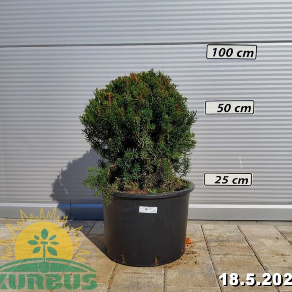 Taxus baccata (Navadna tisa)