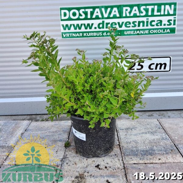 Spiraea japonica 'Little Princess' (Japonska medvejka)