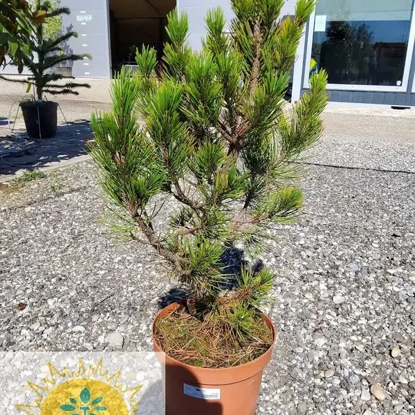 Pinus nigra 'Brepo' (Rušje)