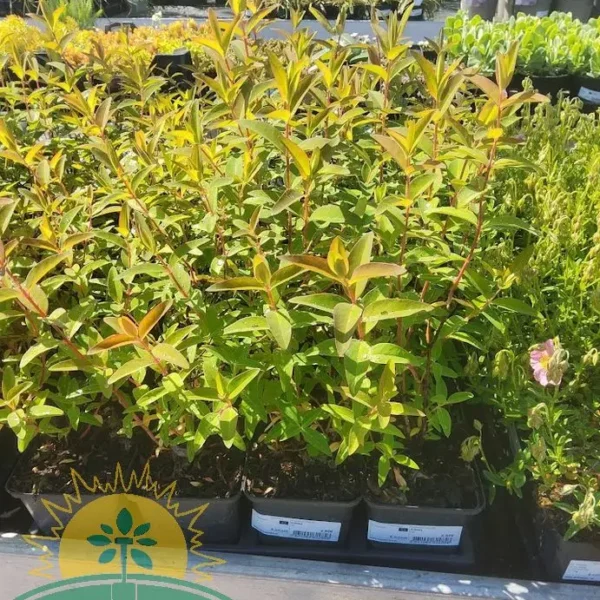 Hypericum `Hidcote`