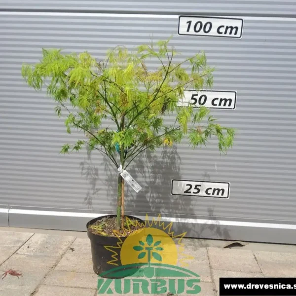Acer palmatum 'Dissectum' (Pahljačasti javor)