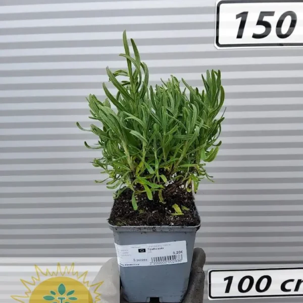 Lavandula angustifolia 'Hidcote' (Sivka)