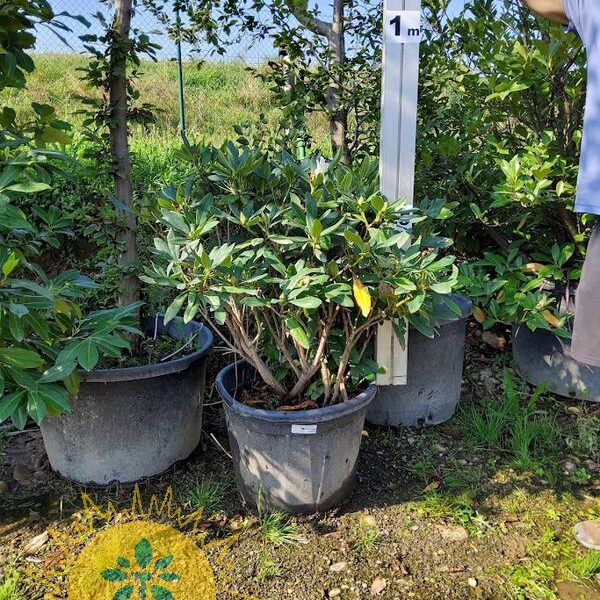 Rhododendron 'White' Rododendron - BELI