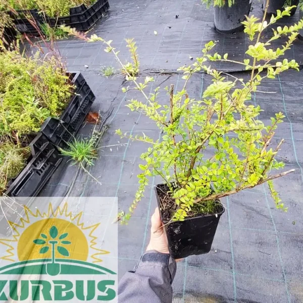 Lonicera nitida  Kosteničje