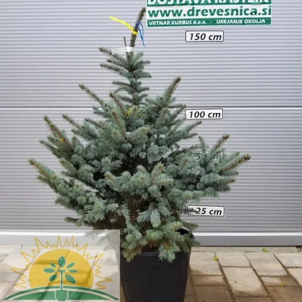 Picea pungens 'Fat Albert' (Srebrna bodeča smreka)