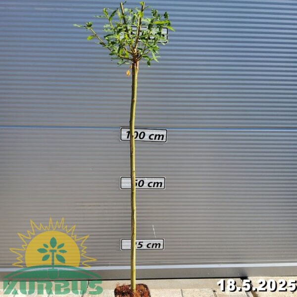 Salix integra 'Hakuro -Nishiki' (Pisanolistna japonska vrbica)