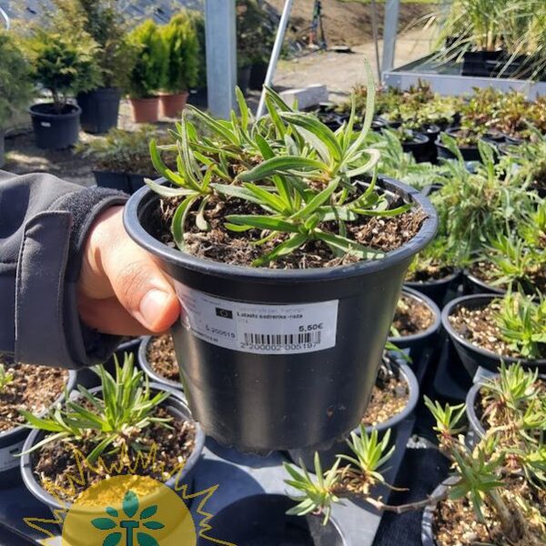 Gypsophylla pan. 'Flamingo' Latasta sadrenka -roza