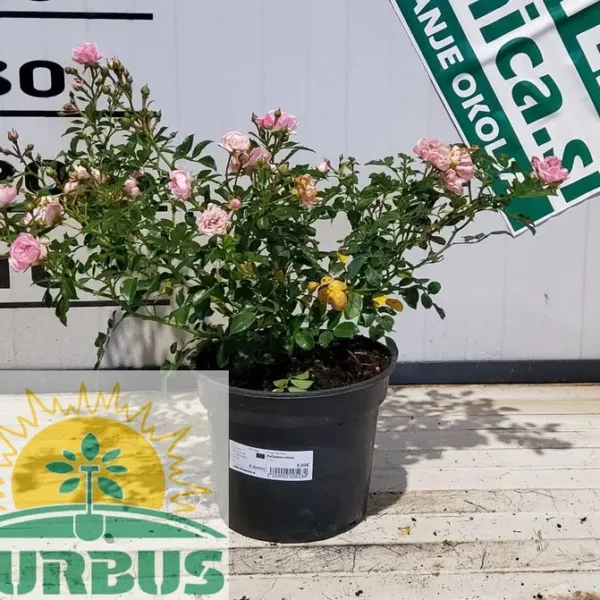 Rosa 'The Fairy' (Pokrovna vrtnica)