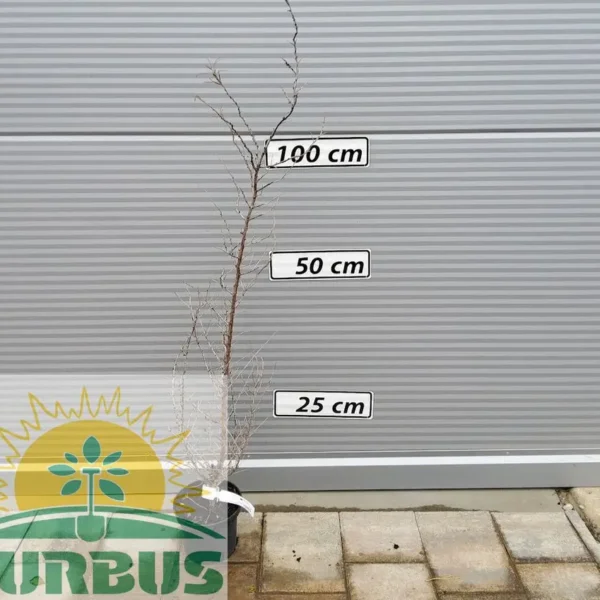 Hippophae rhamnoides (Rakitovec)