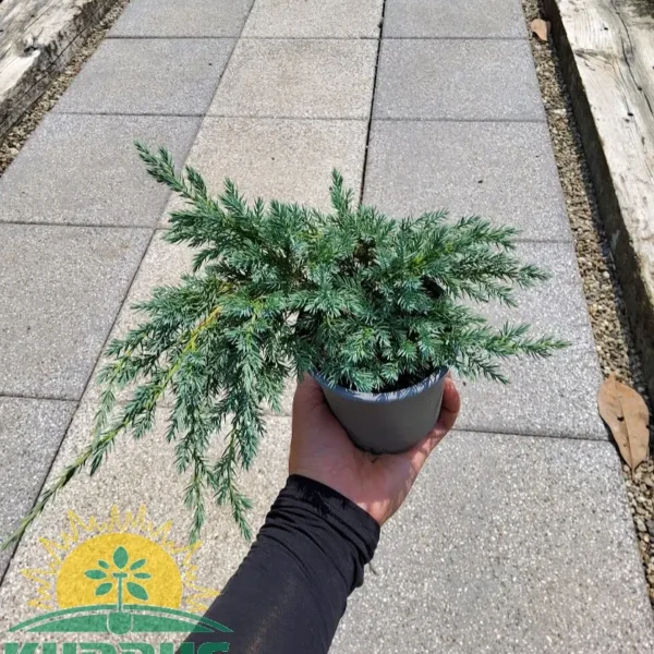 Juniperus squamata `Blue Carpet` (Pokrovni brin)