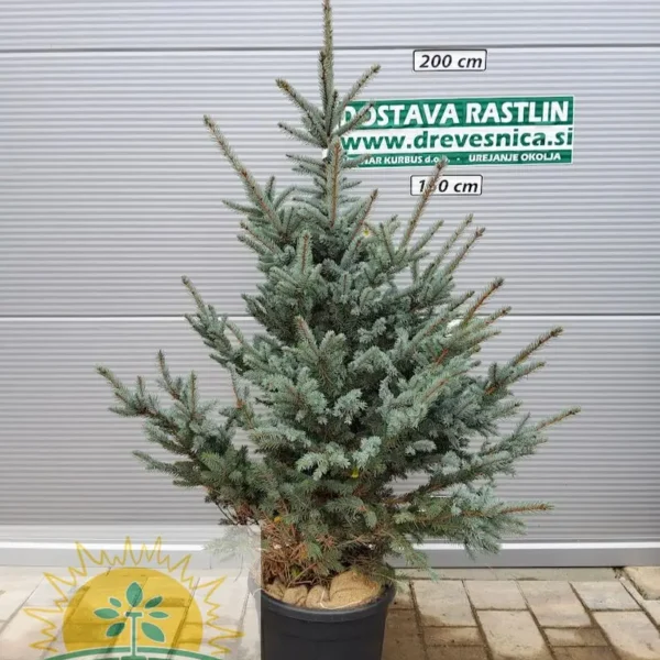 Picea pungens 'Fat Albert' (Srebrna bodeča smreka)