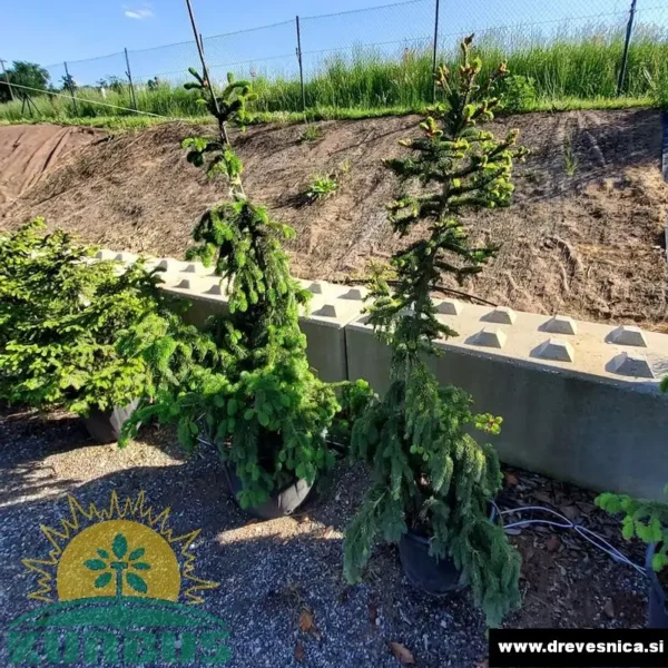 Picea abies 'Aurea' (Rumena smreka)