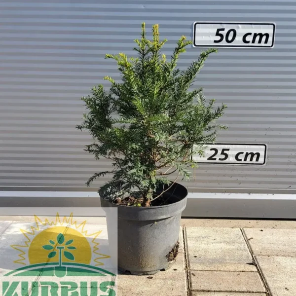 Taxus baccata (Navadna tisa)