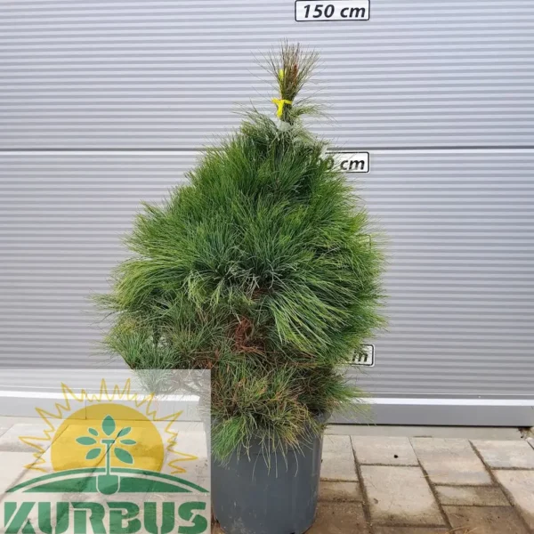 Pinus wallichiana (Himalajski bor)