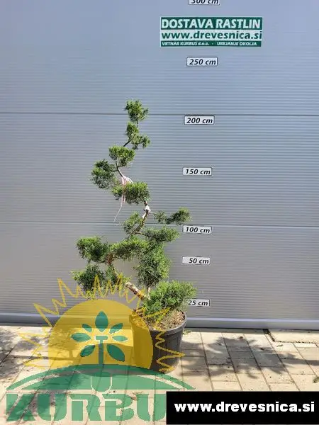Juniperus media 'Pfitzeriana' (Brin Bonsai)