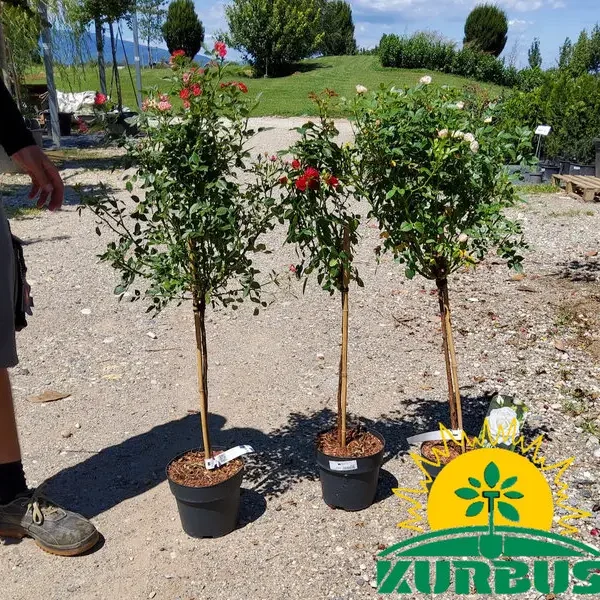 Rosa on stem Mix (Različne vrtnice na steblu)