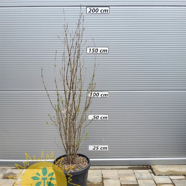 Cornus kousa var. chinensis (Kitajski dren)