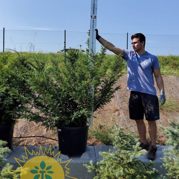 Taxus baccata (Navadna tisa)