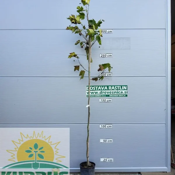 Platanus x acerifolia (Javorolistna platana)