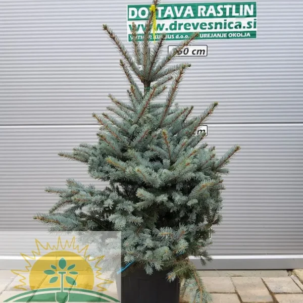 Picea pungens 'Fat Albert' (Srebrna bodeča smreka)