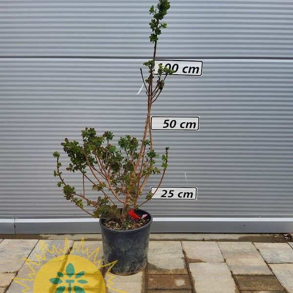 Cotinus cogg. 'Red spirit' Rdečelistni ruj