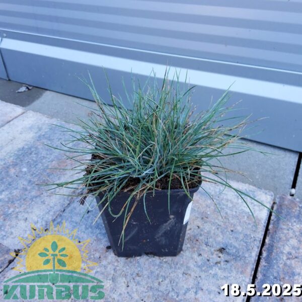 Festuca glauca 'Elijah Blue' (Sinjezelena bilnica)