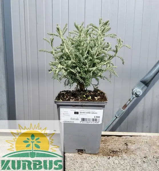 Santolina chamaecyparissus (Navadni nemški rožmarin)