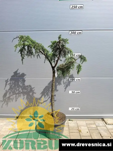 Cedrus deodara 'Feelin Blue' (Pritlikava himalajska cedra - NA STEBLU)