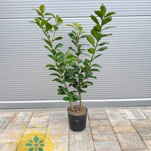 Prunus laurocerasus 'Novita' (Lovorikovec)