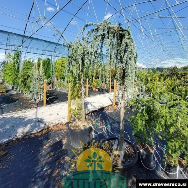 Cedrus atlantica 'Glauca Pendula' (Povešava atlaška cedra)