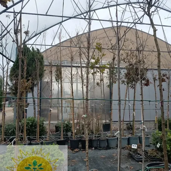 Acer negundo 'Flamingo' (Pisanolistni ameriški javor)