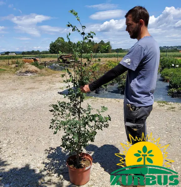 Ulmus leavis (Poljski brest)