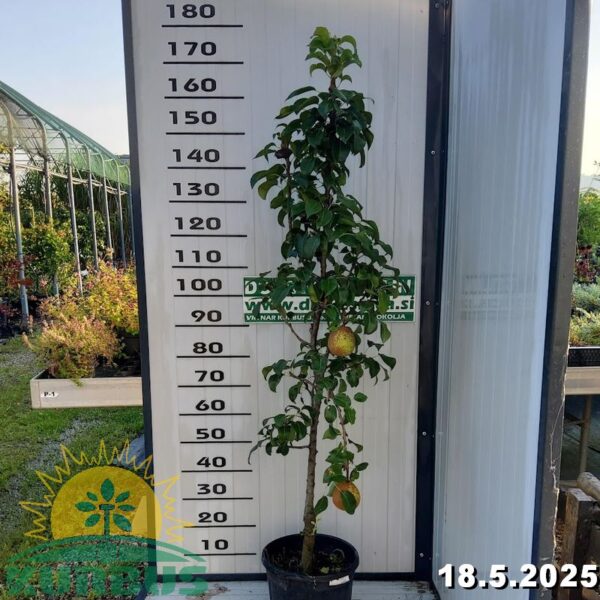 Pyrus communis mini (Mini hruška)