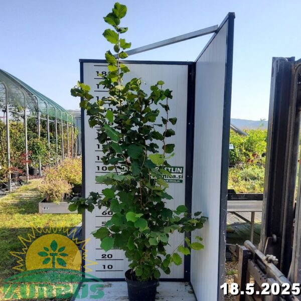 Corylus avellana 'Istarski Dugi'