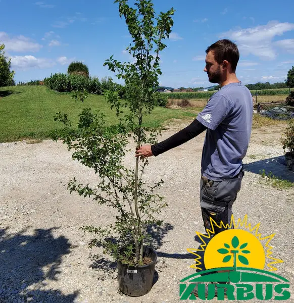 Ulmus leavis (Poljski brest)