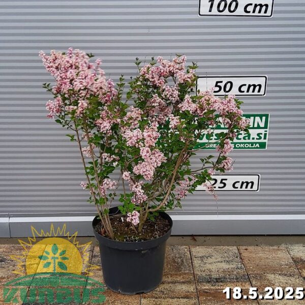 Syringa Bloom 'Pink Parfume' (Drobnolistna lipovka)