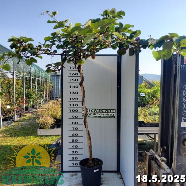 Actinidia deliciosa `Jenny` (Samoplodni kivi) - DEŽNI)