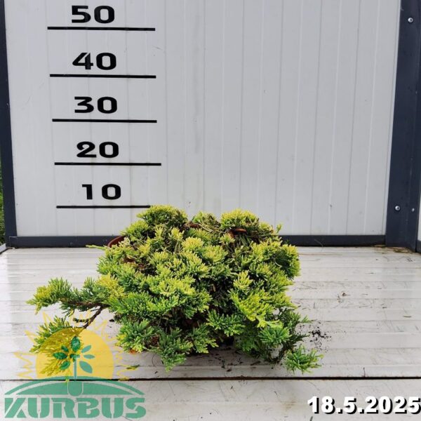 Juniperus horizontalis 'Golden Carpet' (Pokrovni brin)