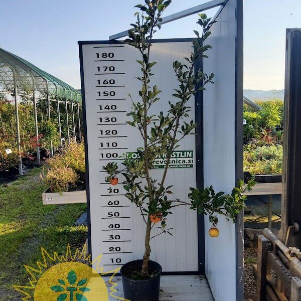 Malus domestica 'Elstar' Jablana mini