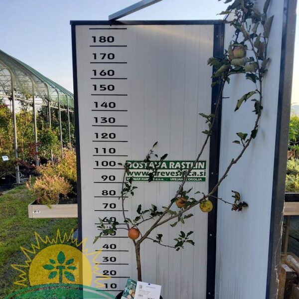 Malus domestica 'Jonagold' Mini (Jablana)