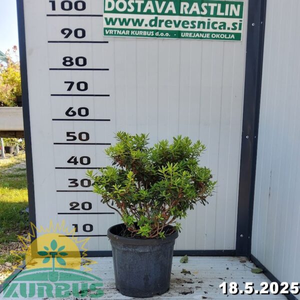 Rhododendron 'Nihgt Sky' (Rododendron)
