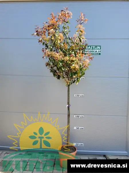 Photinia fr. 'Red Robin' (Fotinija)