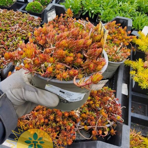 Sedum MIX Homulica
