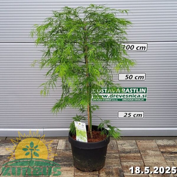 Acer palmatum 'Dissectum' (Pahljačasti javor)