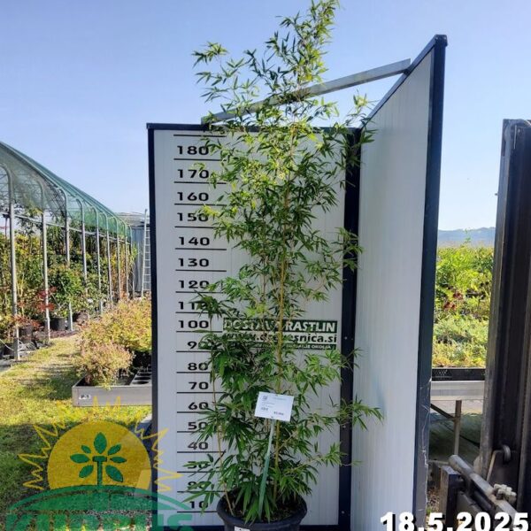 Phyllostachys Aurea (Zlati bambus)