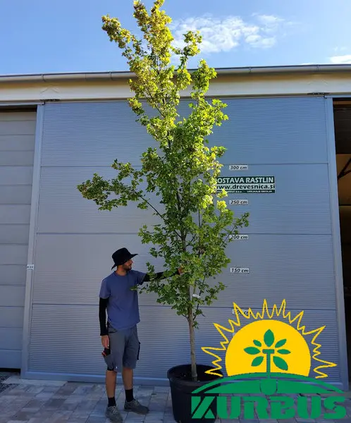 Acer campestre 'William Caldwell' (Stebrasti poljski javor, maklen)